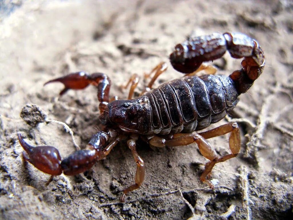 Скорпион. Скорпион фото. Императорский Скорпион. Древесный Скорпион. Animals scorpions