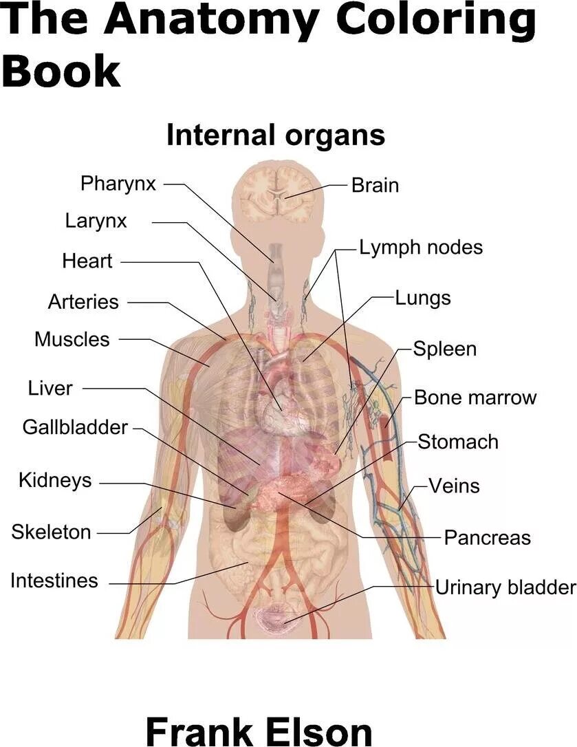 Головной мозг печень кровь. Органы человека. Internal Organs of the Human body. Анатомия женского тела внутренние органы с подписями.