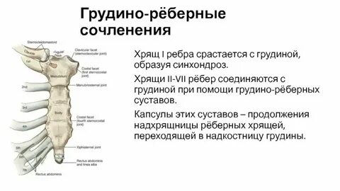Реберно грудинный сустав
