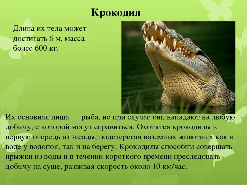 Интересные факты о крокодилах. Крокодилы необычные факты. Рассказать про крокодила. Доклад про крокодила. Интересные крокодилы.