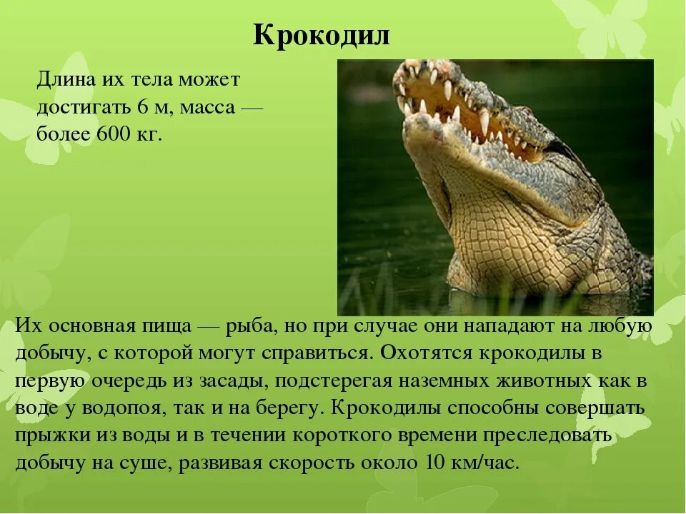 Доклад про крокодила. Описание крокодила. Описание крокодилов. Крокодил описание для детей.