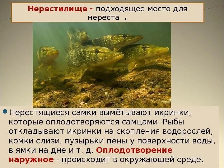Размножение рыб нерест. Развитие рыб. Размножение и развитие рыб презентация. Размножение рыб кратко.