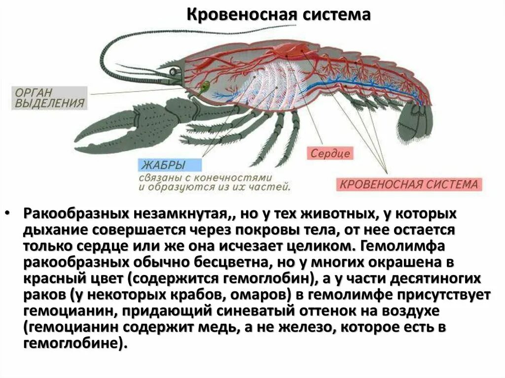 Дыхательная система жабры у членистоногих. Дыхательная система членистоногих ракообразных. Выделительная система система у ракообразных. Кровеносная система ракообразных.