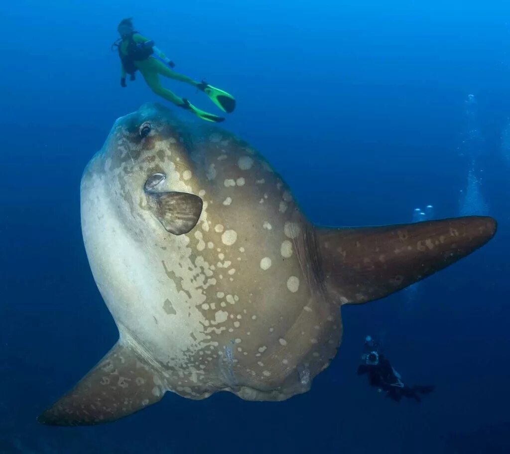 1 обитатель океана. Мола мола рыба. Обыкновенная Луна-рыба Mola Mola. Sunfish рыба. Рыба Луна мола мола.