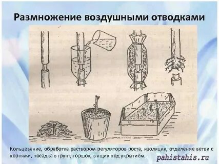 Размножение яблони