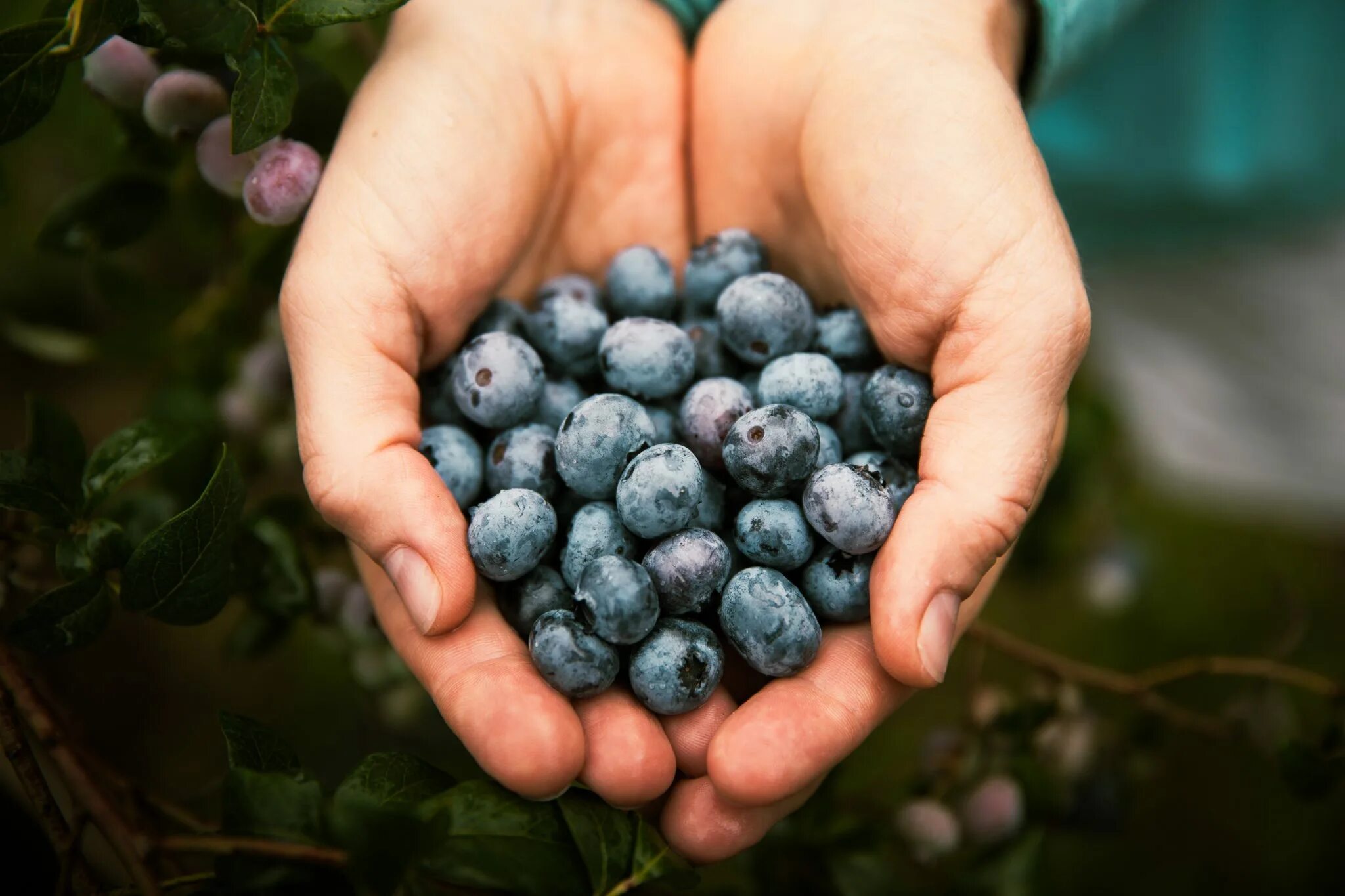 Голубика на английском. Голубика Blueberry Farm. Черника. Много черники. Черника Сток.