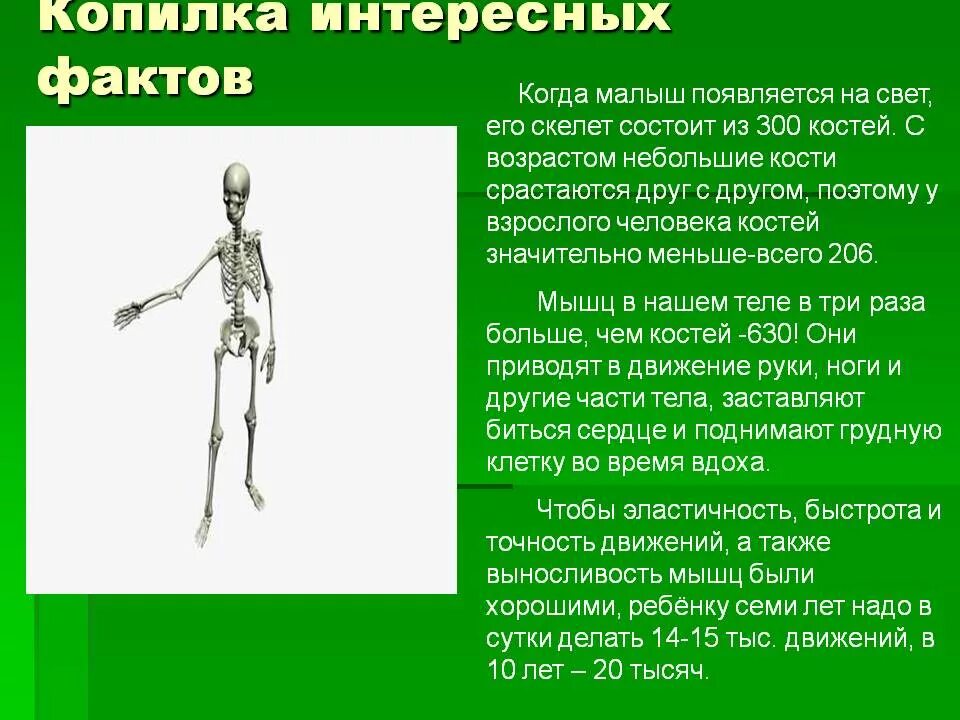 Интересные факты анатомия. Анатомия человека. Интересные факты о мозге человека. Интересные факты о строении и работе. Интересные факты о строении человека.
