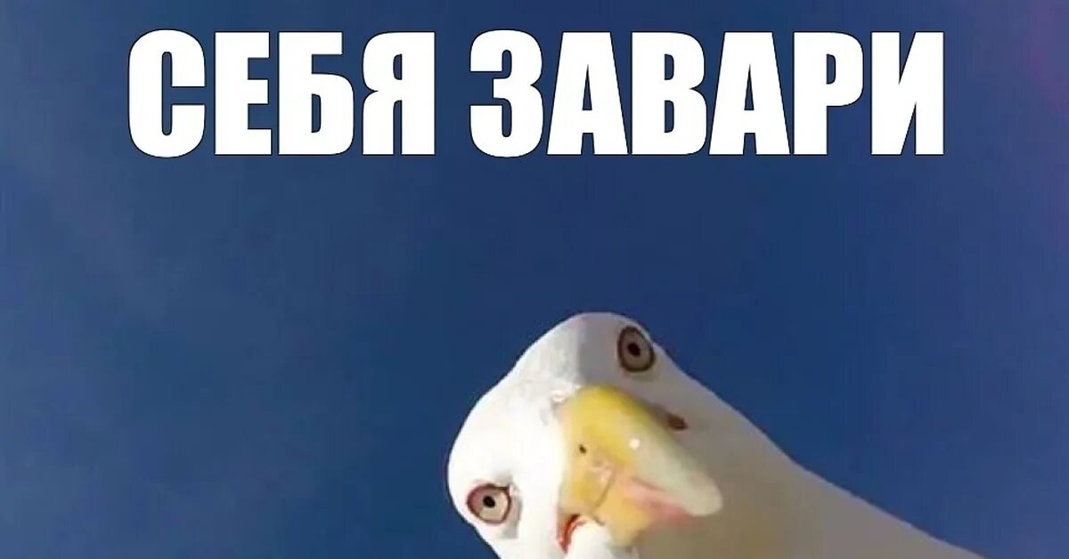 Дай дай дай чайки мем А ты мне дай дай дай песня: найдено 72 картинок