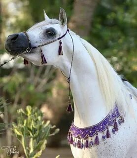Арабские имена для лошадей