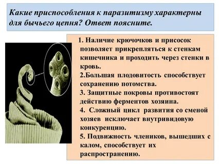 Черты приспособления к паразитическому образу жизни
