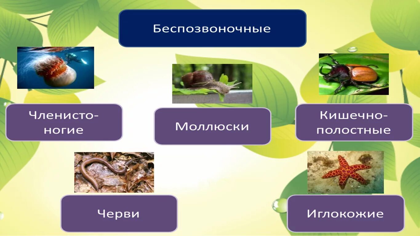 Какие организмы относятся к беспозвоночным животным. Беспозвоночные животные. Класс беспозвоночных животных. Многообразие беспозвоночных. Беспозвоночные животные биология.