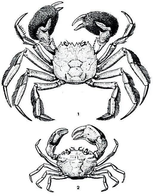 Краб биология. Строение Камчатского краба. Анатомия Камчатского краба. Строение Камчатского краба схема. Внешнее строение Камчатского краба.