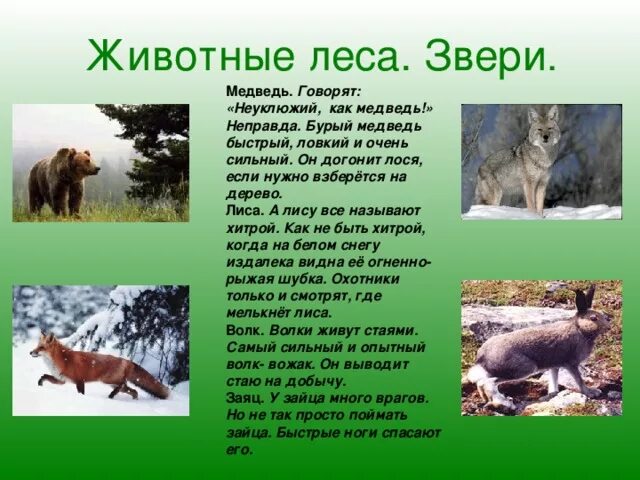 Дикие животные доклад. Проект животные леса. Лесные животные информация. Презентация на тему животные леса. Доклад о животных леса.