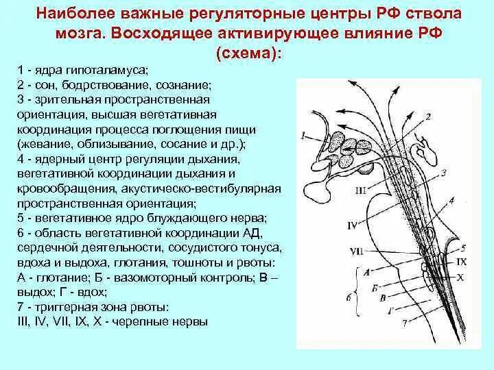 Вегетативные центры ствола мозга. Центральная нервная система схема. Вегетативные ядра в ЦНС. Вегетативных ядер мозга. Вегетативным является ядром