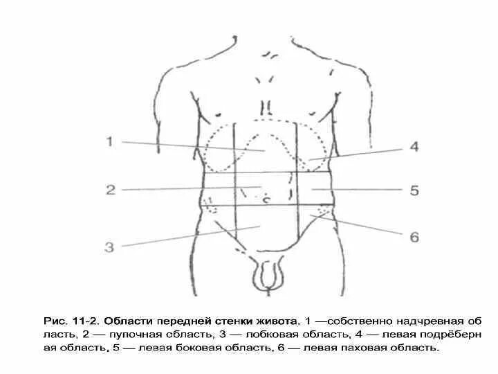 Определите области живота. Топография брюшной стенки. Передняя брюшная стенка деление на области. Области живота схема. Деление брюшной стенки на области.
