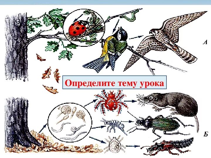 Какова роль производителей в пищевой цепи биология. Пищевая цепочка. Пищевая цепь это в биологии. Цепочка питания биология. Пищевая цепочка 11 класс.