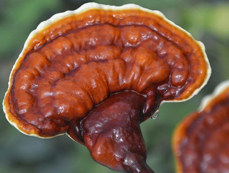 Ganoderma lucidum. Трутовик рейши. рейши (трутовик лакированный). трутовик лакированный ganoderma lucidum. гриб ganoderma lucidum.