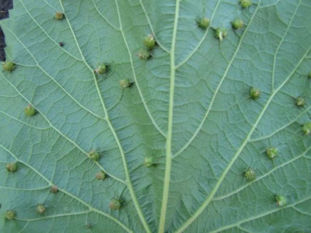 Корневая филлоксера винограда. Филлоксера листья винограда. Войлочный клещ — виноградный зудень. Войлочный клещ — виноградный зудень. Виноградный зудень методы борьбы.