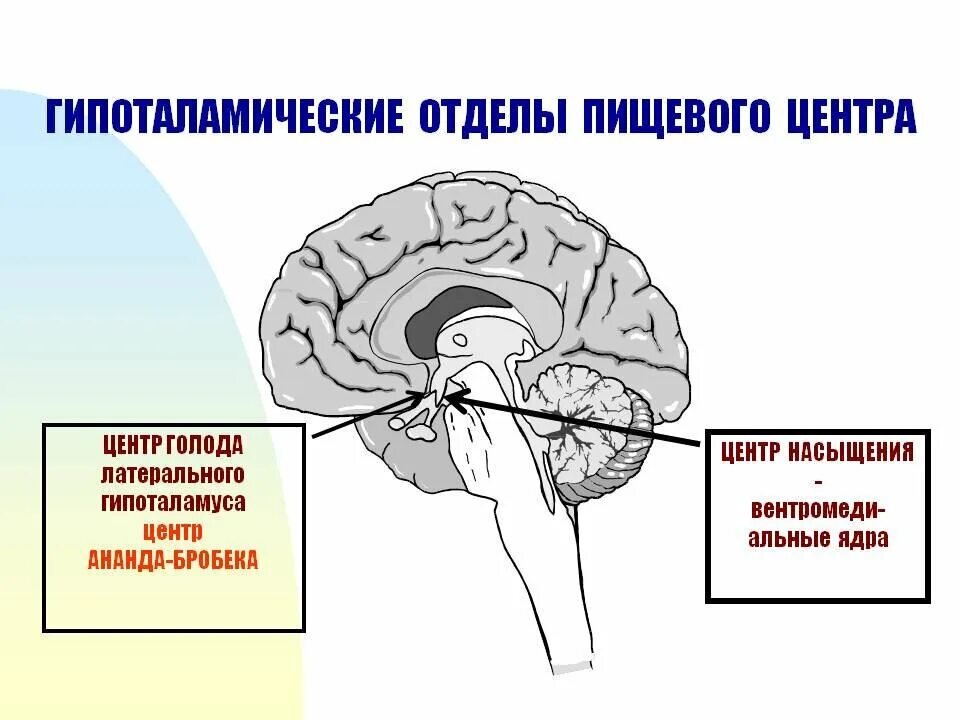 Голод жажду. Центр голода и центр насыщения. центр голода в гипоталамусе. центр жажды голода насыщения. центры голода и насыщения располагаются.