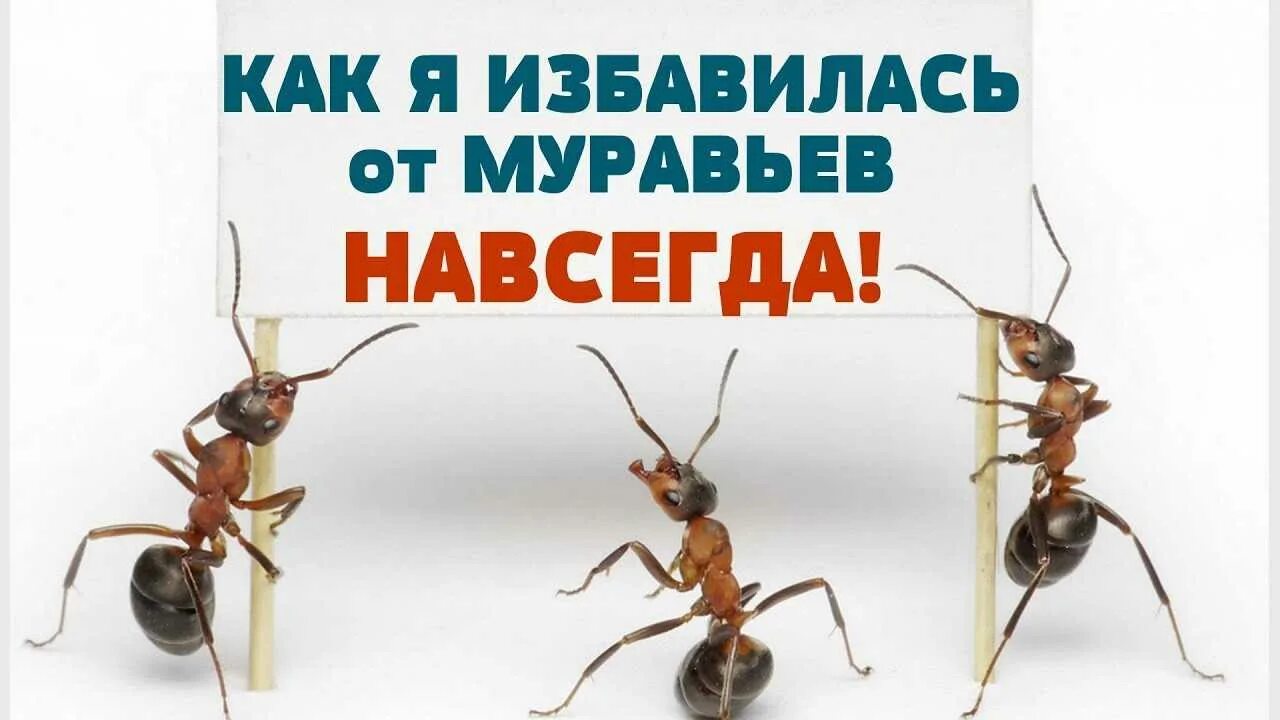 Как вывести муравьев из дома в домашних. Муравьи в квартире. Какизбпвитсяотмуравьев. Как избавиться от муравьёв в доме. Как избавиться от муравьëв в доме.