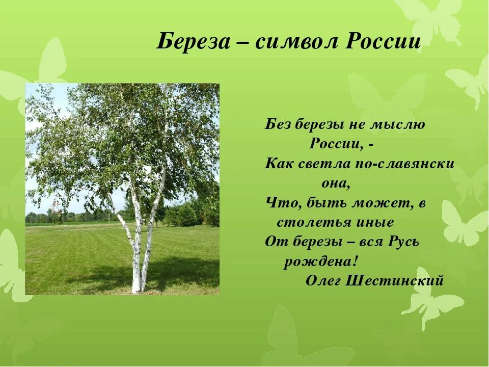 Слово бережа. Береза символ России. Береза символ. Берёза символ России для дошкольников. Неофициальные символы России берёзка.