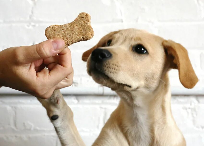Задумчивая собака. Dogs are treated. Dogs are treated. Dogs are treated. Лакомства для собак.