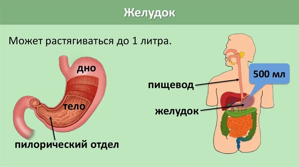 Насколько растягивается