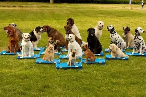 Dogs class