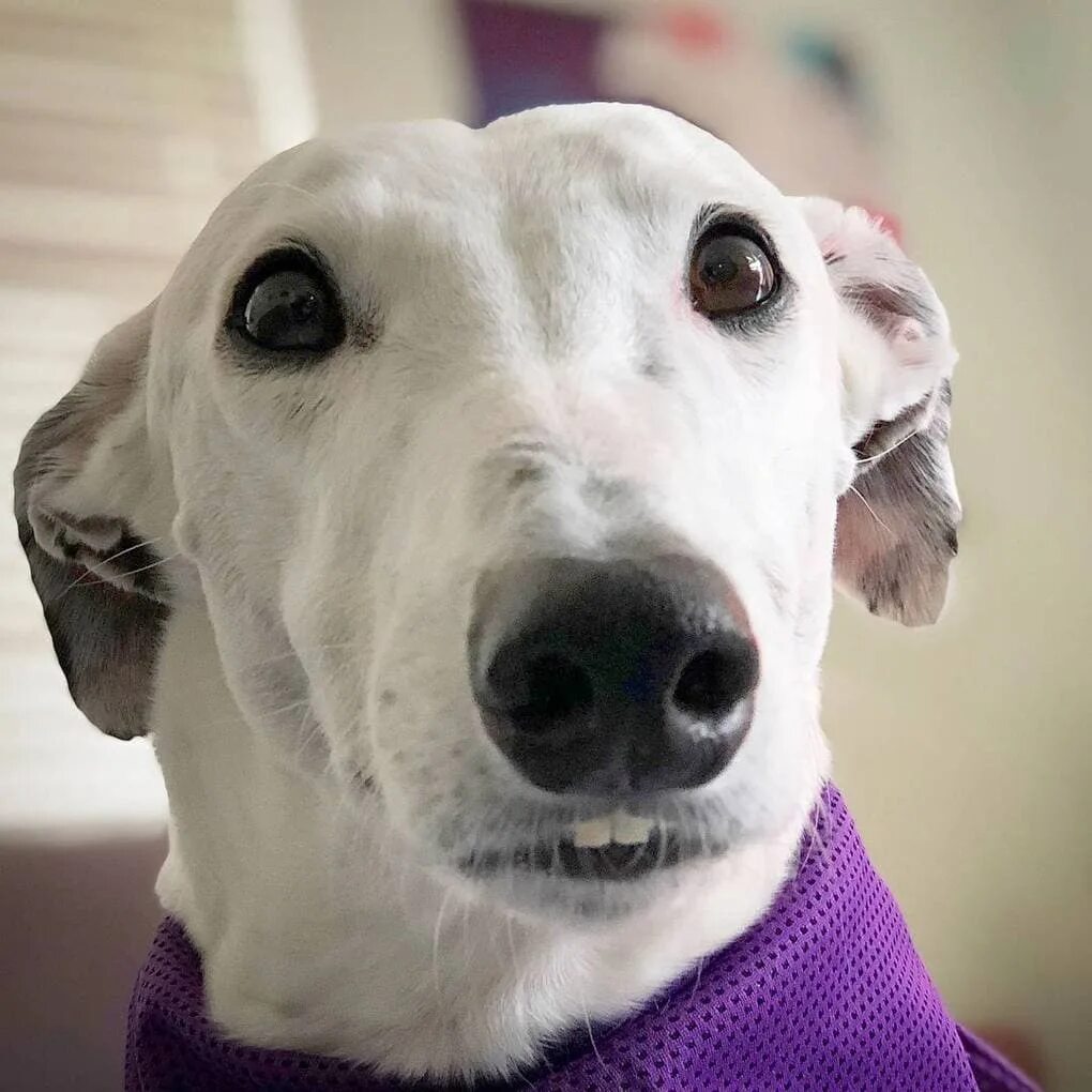 Собака в недоумении. Видео удивленной собаки. Две удивленные собаки. Собака dog. Собачье удивление.