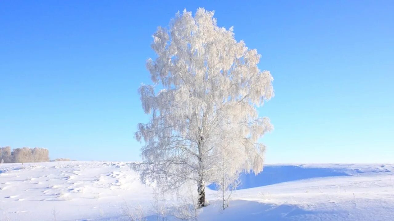 А зимой белым бело небо синее песня. Береза зимой. береза в снегу. береза зима. березка зимой.