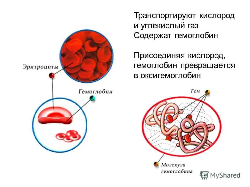 Сколько хромосом содержит эритроцит собаки. Структура эритроцита и гемоглобина. Эритроциты схема. Гемоглобин транспортирует кислород. Эритроциты транспортируют кислород.