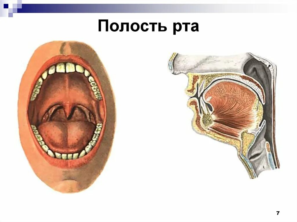 Рот 7 букв