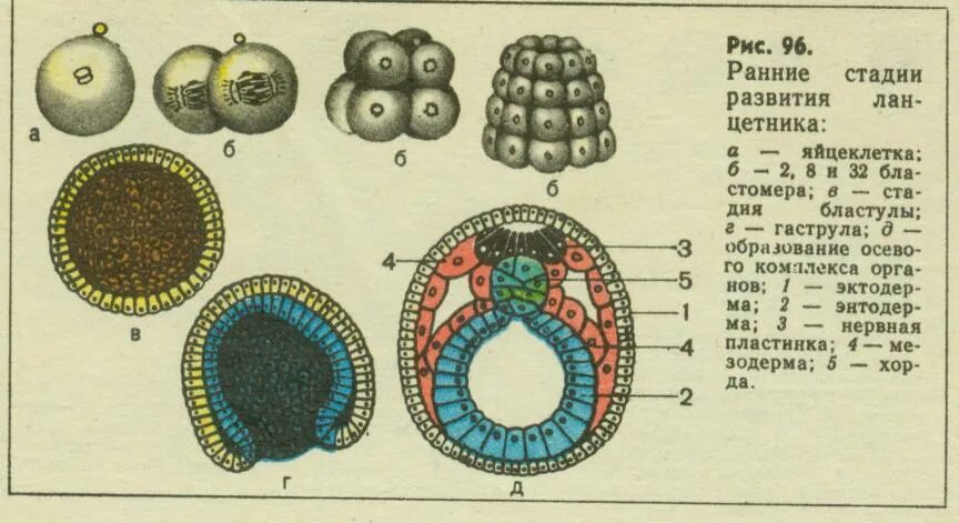 Представители каких классов позвоночных имеют крупные яйцеклетки. Ранние стадии эмбрионального развития ланцетника. Этапы развития ланцетника эмбрионального развития. Схема эмбрионального развития ланцетника. Ранние этапы развития зародыша ланцетника.
