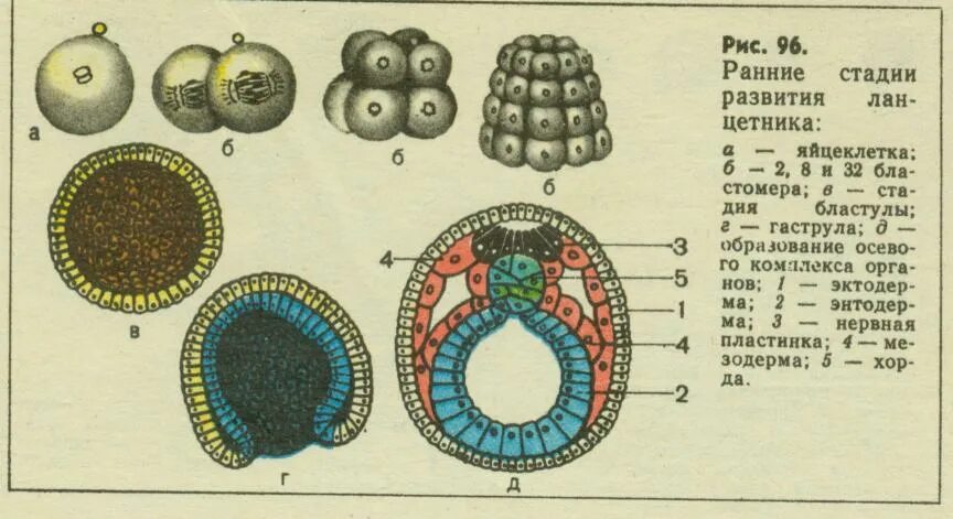 Ранние стадии эмбрионального развития ланцетника. Этапы развития ланцетника эмбрионального развития. Схема эмбрионального развития ланцетника. Ранние этапы развития зародыша ланцетника.