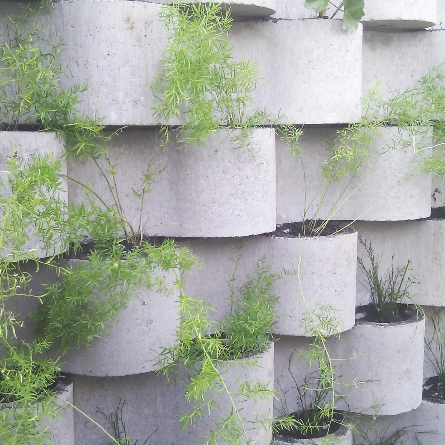 Бетон стена из блоков вертикальных. Органический бетон. Бетонная стена позеленела. Зеленая бетонная стена.
