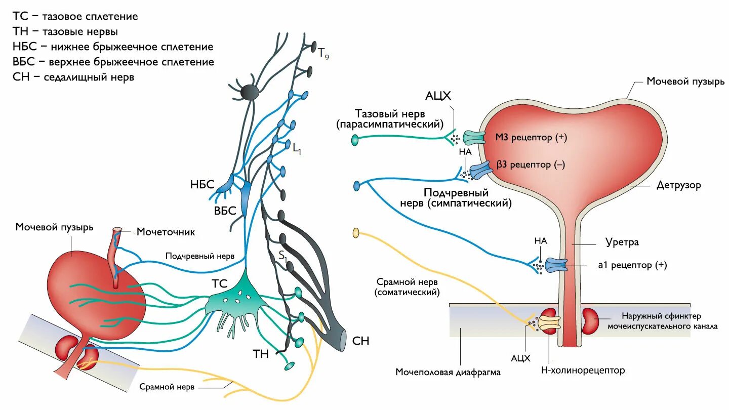 Иннервация мочевого пузыря анатомия. Рецепторы мочевого пузыря схема. Схема вегетативной иннервации мочевого пузыря. Иннервация мочевого пузыря нервы. Нервы мочеиспускание