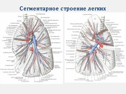 Строение легких анатомия