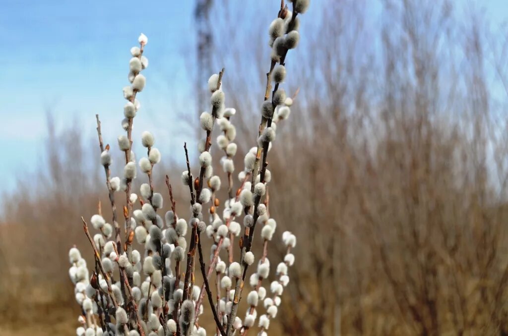 картинки вербы. цветущая верба. картинки вербы. верба краснотал. картинки вербы.
