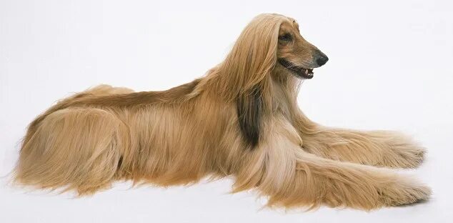 Afghan Hound Kennel Vechnost Champion of Russia, Ukraine, . Flickr