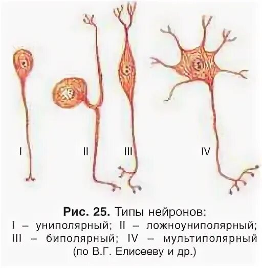 На рисунке изображена ткань нервная мышечная. На рисунке изображена ткань нервная мышечная