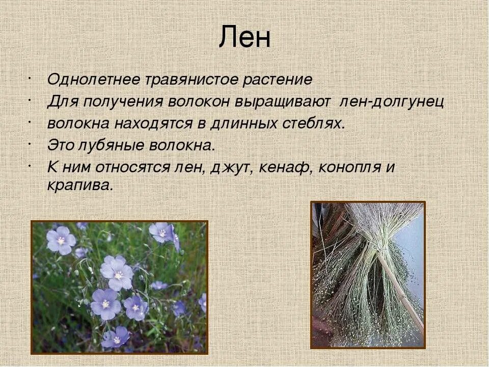 Где используют лен. Лен долгунец лубяные волокна. лен долгунец выращивают на. лён долгунец это зерновая культура?. лубяные волокна стебля льна.