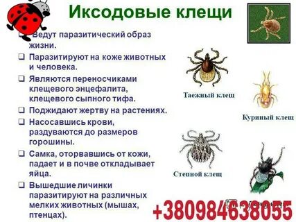 Медицинское значение клещей