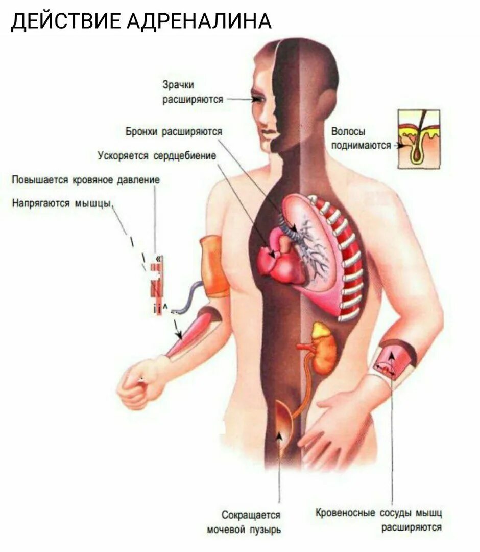 Влияние адреналина на организм. Адреналин действие на организм. Действие адреналина на организм человека. Влияние адреналина на органы.