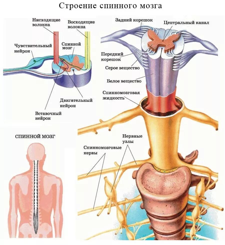 Корешки поясницы. Схема демонстрирующая взаимосвязь спинного и головного мозга. Спинной мозг строение и функции схема. Строение спинного мозга строение нерва. Структура и функции спинного мозга и головного мозга.