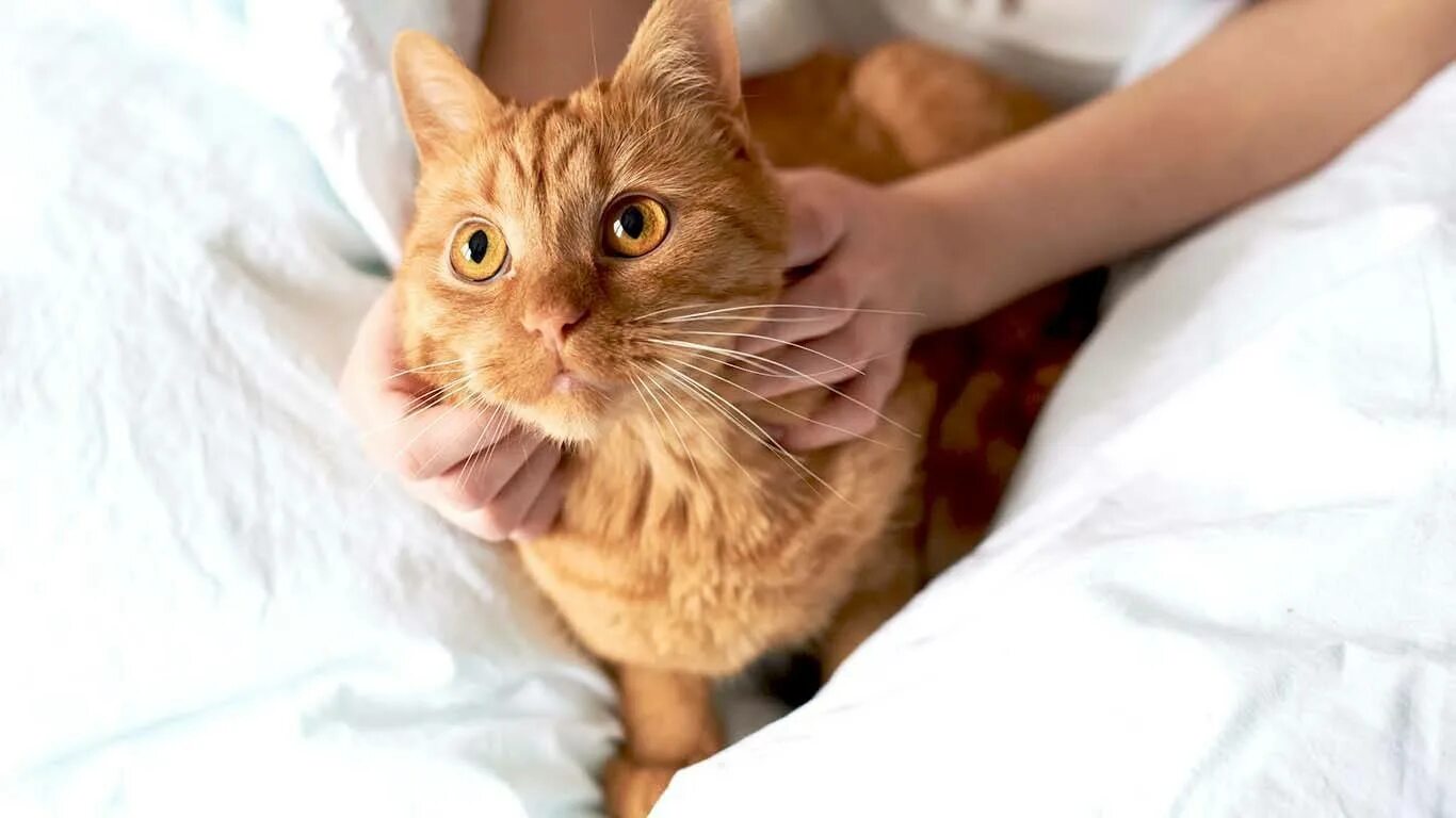 Как вылечить аллергию на кошек