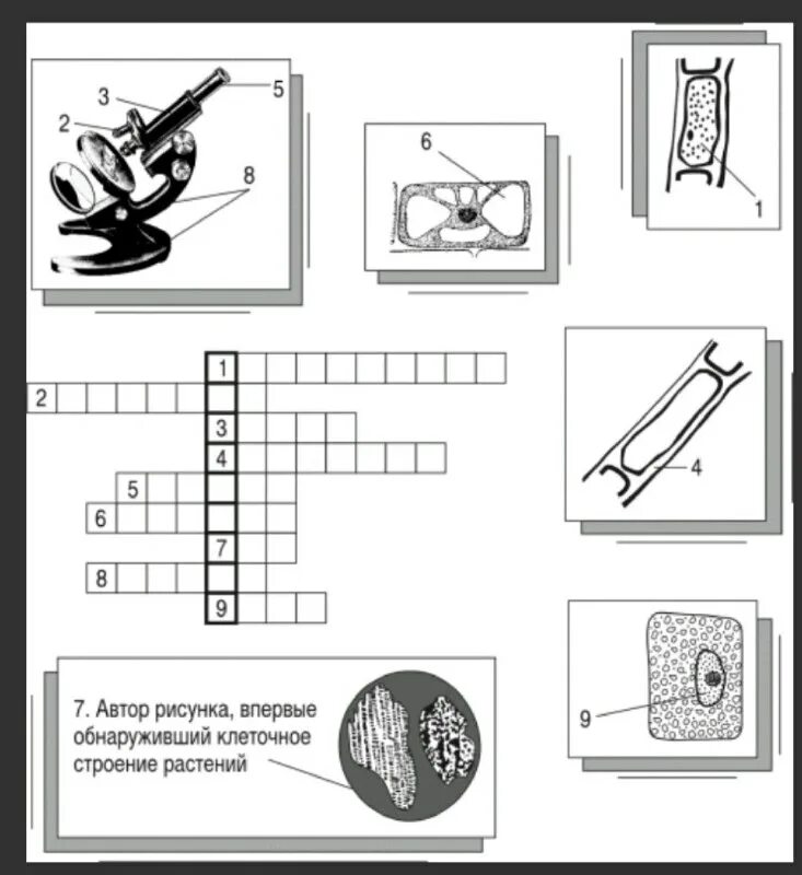растительная клетка строение и функции органоидов. строение клетки 5 класс биология. автор впервые обнаруживший клеточное строение растений. клеточное строение бактерий 5 класс. тайна природы растительной клетки.