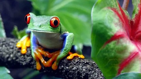 A frog big eyes