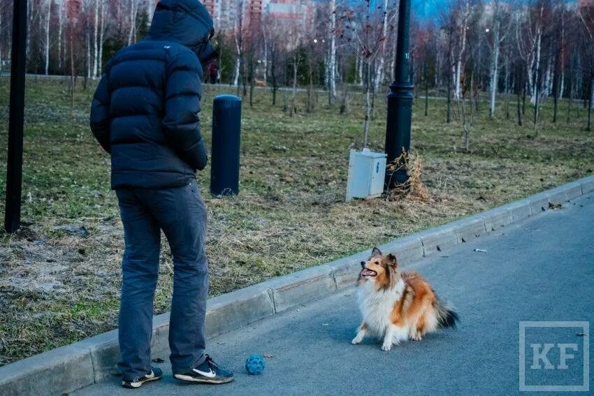 Выгул без поводка статья. Выгул собак. Шпиц на прогулке. Собака гуляет без поводка. Выгул собак без поводка.