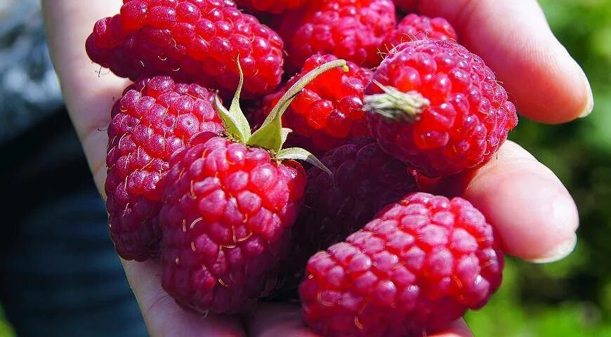 Малина сорт исполин отзывы. Малина сорт исполин отзывы. Малина крупноплодная ремонтантная. Малина сорт исполин. Малина сорт исполин отзывы.