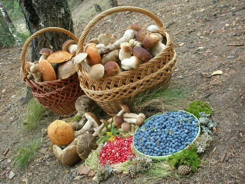 березовые ягоды и ягоды. лес грибы ягоды. сбор грибов и ягод. дети с корзинкой. собирание грибов и ягод.